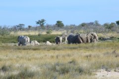 21-Elephant herd